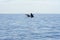 Two whales breaching in pacific ocean