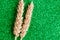 Two wheat ears on green glitter background. Agriculture concept in minimalism style.