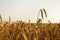 Two wheat ears rise high above the field