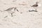 Two whimbrel, sea birds, scratching feathers on a sandy, tropical beach