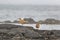 Two whimbrels shorebirds on rocks by the sea