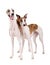 Two Whippet of white background
