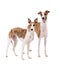 Two Whippet of white background