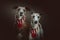 Two Whippets dressed up for Christmas. Studio shot