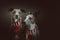 Two Whippets dressed up for Christmas. Studio shot