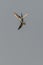 Two Whiskered tern birds fight in the mid-air, settling a dispute over a fish. fast-action photograph