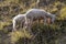 Two white adorable sheep grazing in the field