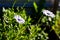 Two white African daisies or Cape Daisies Osteospermum, side view. Flowers with elegant pure white petals which are offset by