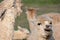 Two white alpacas that look like their laughing