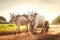 Two white asian oxen pulling wooden cart on dusty road. Myanmar