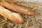 Two white baguette homemade bread on the table with rye spikelet and oats .