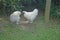 TWO WHITE BANTAM HENS IN A GARDEN