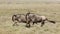 Two White Bearded Wildebeest running in Ndutu, Serengeti, Tanzania