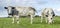 Two white beef cows, meat cattle looking and grazing side by side in a field