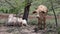 Two white and beige cows in a farm.