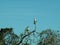 Two white bellied sea eagles, Kakadu National Park, Northern Territory, Australia