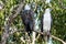 Two White-bellied Sea-Eagles, Yellow Water, Kakadu National Park, Northern Territory, Australia