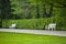 Two white benches against the bushes.