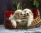 Two white Bichon Frise puppies relaxing in a dog bed