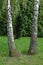 Two white birches like sisters were beautifully located on a green lawn. Fancifully stand out against the background of