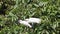 two white bird Egretta Garzetta, little egret fly in top of the tree in lake