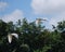 Two white birds with black outlined tip on wing span. Bird Conservatory in Newbury, England, UK