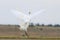 Two white birds in flight fight face to