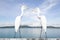 Two white birds Great Egret standing on wall on blurred sea and sky background