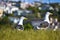 Two white birds with some houses in the background