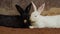 Two white and black rabbit or bunny or hare resting on ground