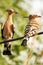 Two white black striped hoopoes sitting on a wire