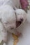 Two white blind newborn pups hug one yawns