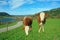 Two white and brown brindled dairy cows in bavarian landscape