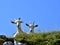 Two White and brown domestic goats high in the hills