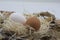 Two white and brown eggs on straw and dried tree leaves