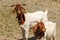 Two White and Brown Horned Mountain Goats - Austria Alps