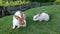 Two white and brown rabbits running on the lawn