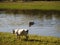 Two white buffuloes in Kerkini lake, Greece.