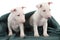 Two white bull terrier puppies