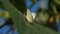 Two white butterflies mating on sunflower leaf