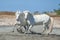 Two white camargue horses on the beach