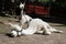 Two white camels with cute faces are resting on the gray ground. Lahti. Finland