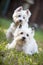 Two white canine friends