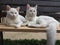 Two white cat sitting next to one another