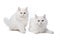 Two white cats