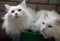 Two white cats