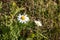 Two white chamomiles of wildflowers are in a summer garden