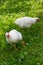 Two white chicken hens on green grass in garden