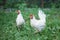 Two white chicken. Natural products