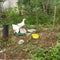 two white chickens enjoying their meal beside the house